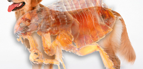 Details about fleas in dogs and their potential danger