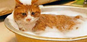 Choosing flea shampoo for cats and kittens