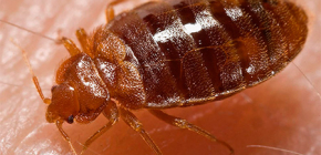 How to destroy bed bugs in the apartment