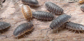 Details about woodlice: interesting facts about their lives and photos