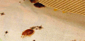 Getting rid of bedbugs folk remedies