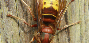 Common hornet (photo) and the danger of its bites to humans