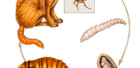 How and what to remove fleas in cats
