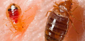 What could be the reasons for the appearance of bedbugs in the apartment?
