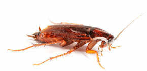 The better to poison cockroaches in the apartment?