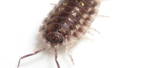 What types of wood lice can be found in an apartment or house