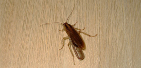 Where do cockroaches usually hide in an apartment and can they crawl out of the sewer?