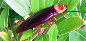 American cockroaches