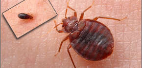 What makes bed bugs in the house and what to do in such a situation