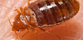Detailed photos of bed bugs