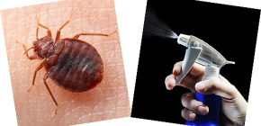 Sprays and aerosols for bedbugs: which remedy is better?