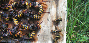 Traps for hornets and wasps: making your own hands and rules of application