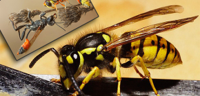 Interesting facts from the life of wasps and photos of these insects