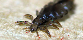 Where do lice come from a person and how to treat them