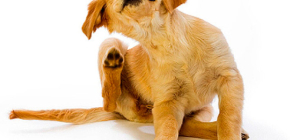 How and what can bring fleas in dogs