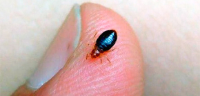 Find out where and how bed bugs live