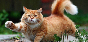How to quickly and safely remove fleas from a cat