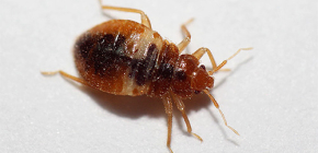 Are there any remedies for odorless bedbugs?