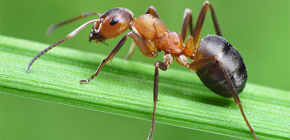 Interesting facts from the life of ants