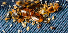 Disinsection of an apartment from bed bugs: details of the procedure