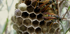 How can you get rid of wasps in the house and destroy them at the dacha