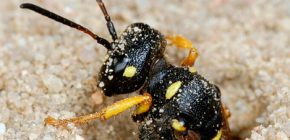 Earthen wasps: features of biology and how to get rid of these insects
