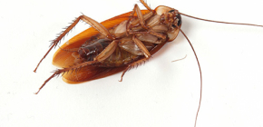 Getting rid of cockroach invasions at home
