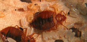 Search and destruction of bedbugs in the apartment