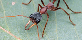 About Bulldog Ants