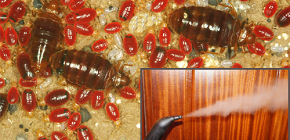 At what temperature do bed bugs die and will steam treatment help?