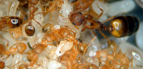 Pharaoh ants and the fight against them