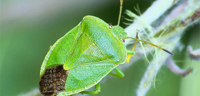 Who are the stink bugs and why do they smell?
