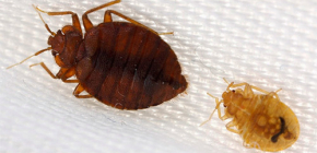 What are bedbugs most afraid of?