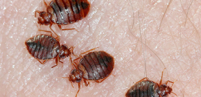 What do people say about bedbugs in the house?