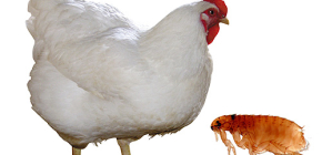 Chicken fleas and methods of dealing with them