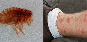 What is important to know about sand fleas in Vietnam and Thailand