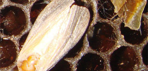 Wax moth larvae extract
