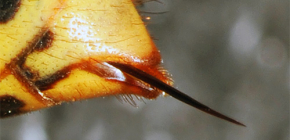 Photos of the hornet's sting and its features