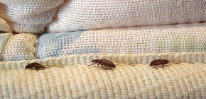 Consider ways to get rid of bed bugs