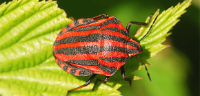 Appearance and features of the life of the Italian bug