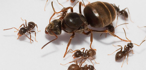 Home Ant's Uterus