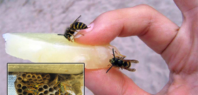 Effective remedies for wasps: review of drugs and nuances of their use