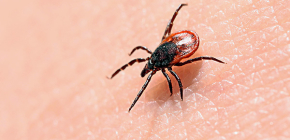 About taiga tick and the danger of its bites for humans