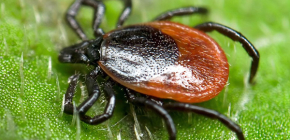 Where ticks usually live in nature: typical habitats