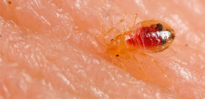 What the bedbug larvae look like