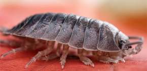 Where do woodlice come from in houses and apartments and what is the reason for their appearance