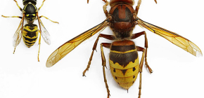 How to get rid of hornets and wasps: effective methods and safety rules
