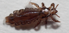 Details about bed lice