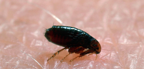 Where fleas come from in homes and apartments: the main reasons for the appearance of parasites
