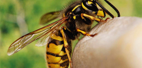 Are the bites of wasps useful or, on the contrary, harmful to human health?